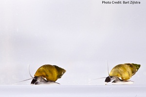 Two snails, facing left, on a grey background.